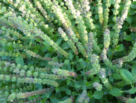 Holy Basil (Rama)