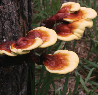 Reishi