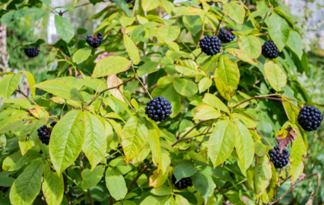 Eleuthero (Siberian Ginseng)