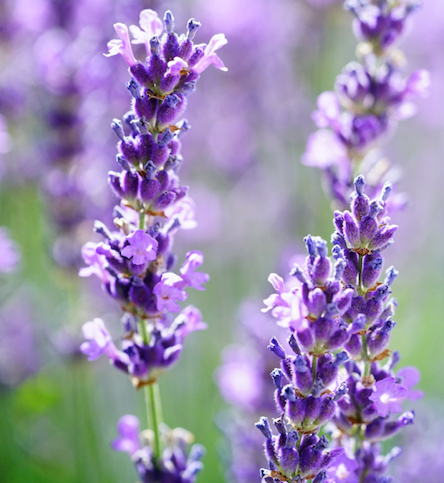 Lavender
