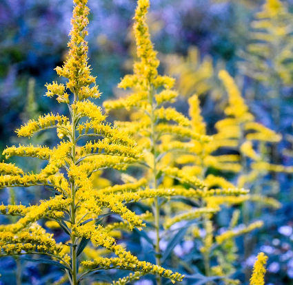 Goldenrod