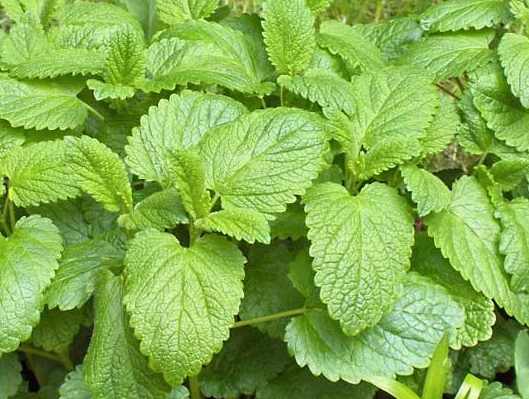 Lemon Balm
