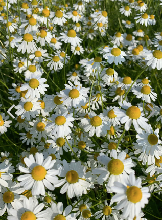 Chamomile