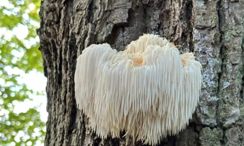 Lion's Mane