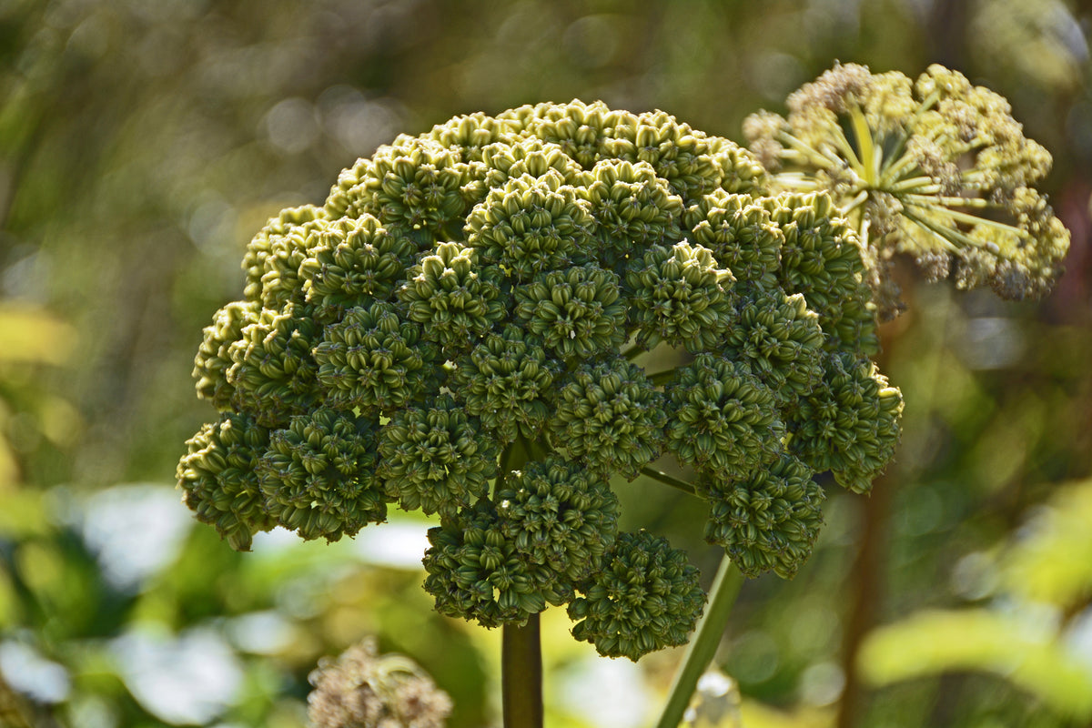 Angelica Root