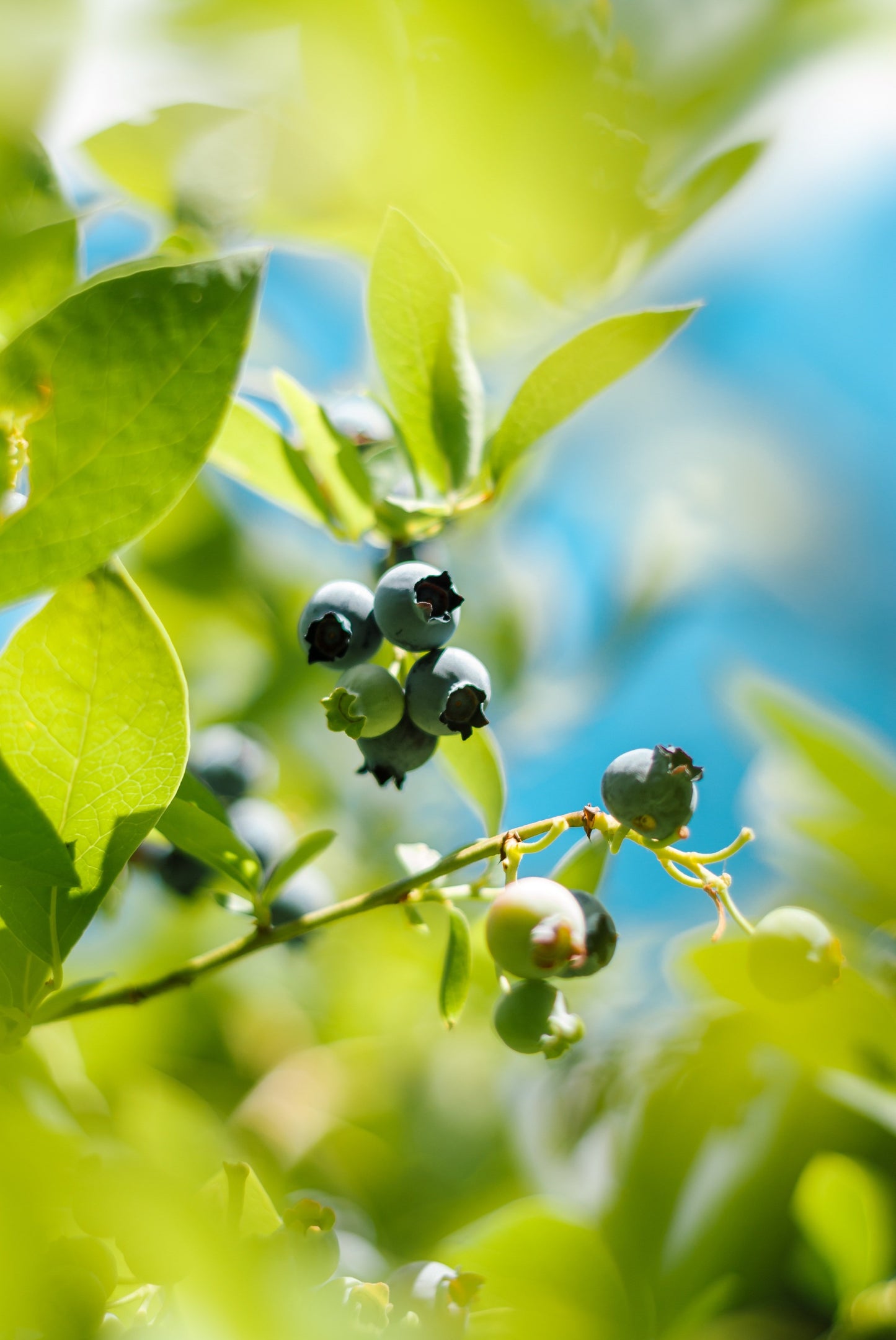 Bilberry leaf