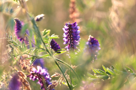 Skullcap