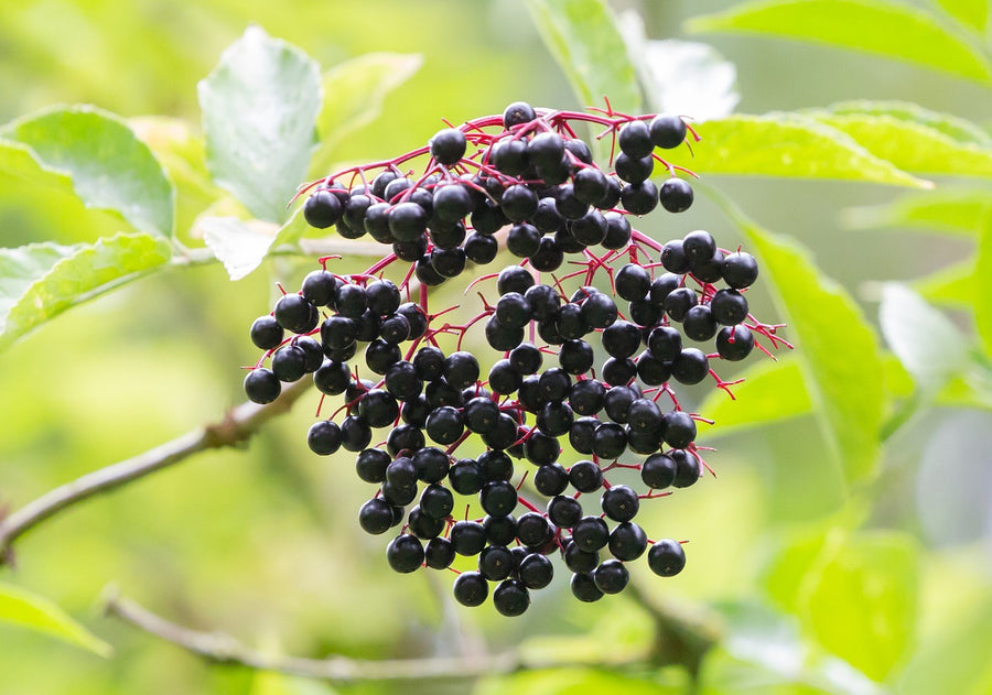 Bulk Elderberries