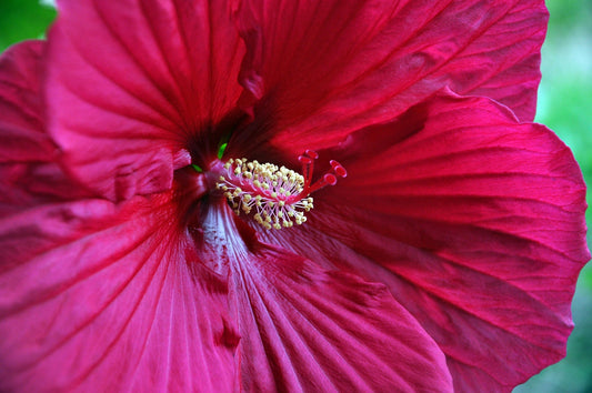 Hibiscus