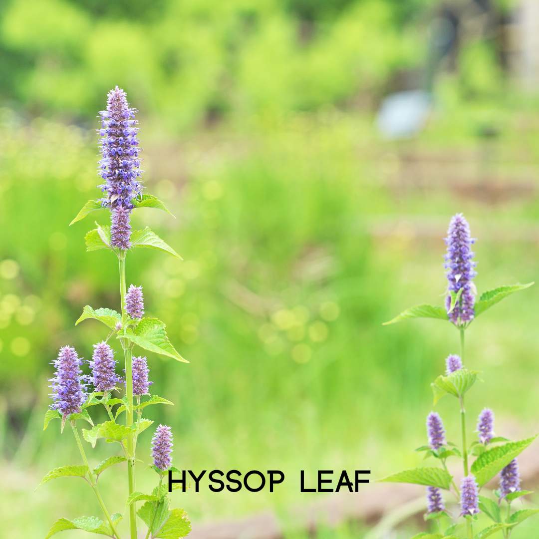 My Balance Nutrisentials – Colon Cleanse