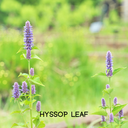 My Balance Nutrisentials – Colon Cleanse