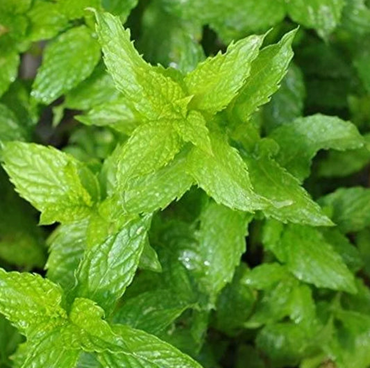 Spearmint