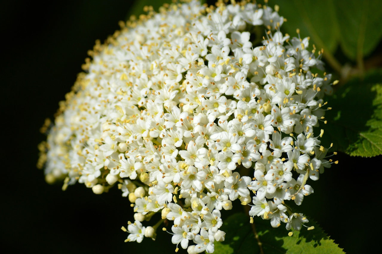 Elder Flower