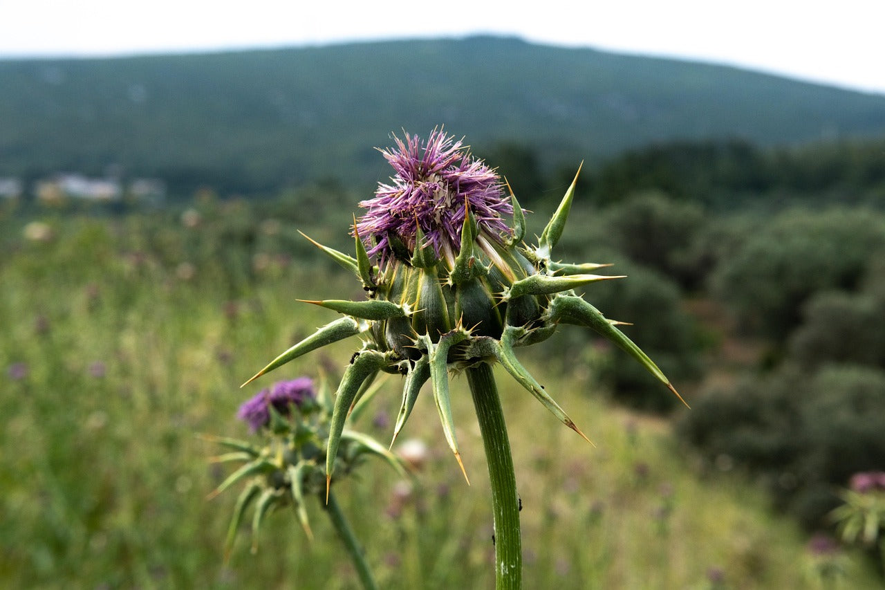 Milk Thistle