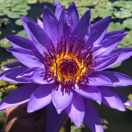 Blue Lotus Flower