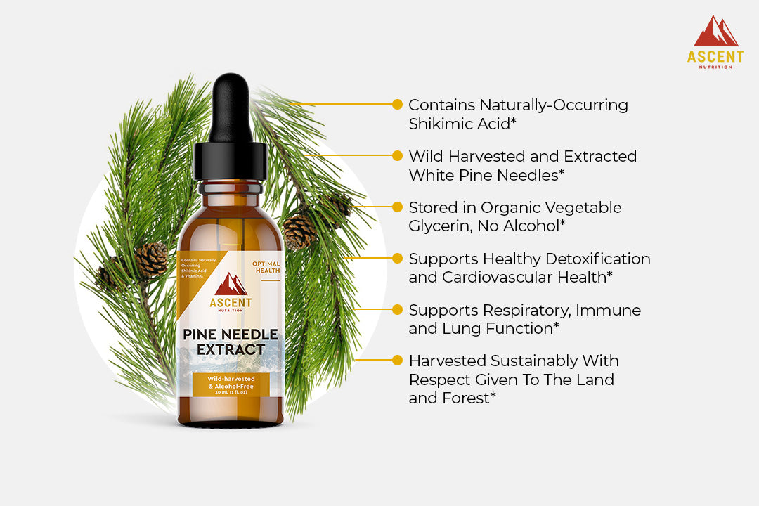 Pine Needle Extract