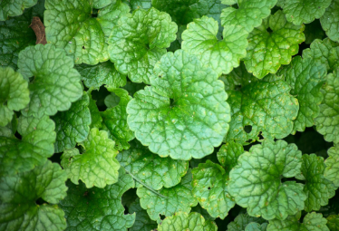 Ground Ivy
