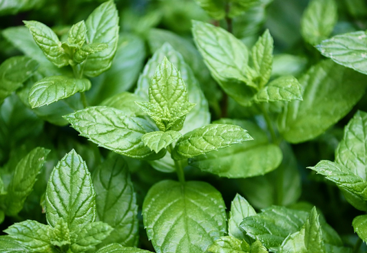 Peppermint