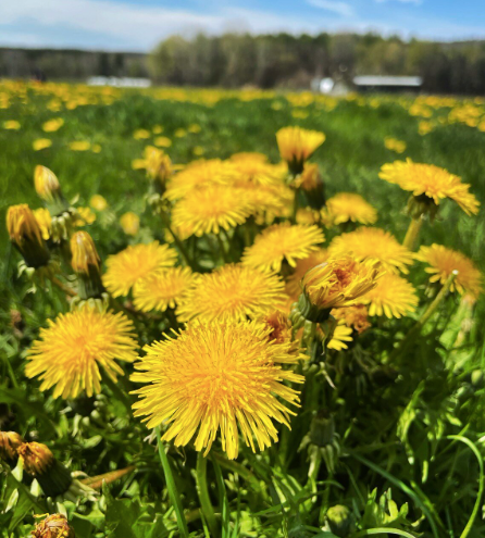 Dandelion