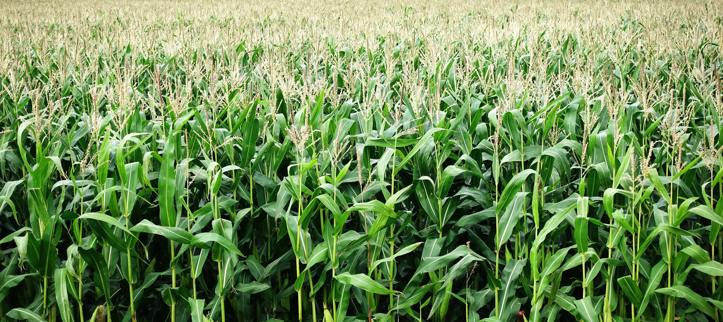 Cornsilk