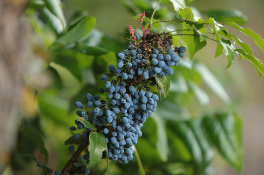 Oregon Grape