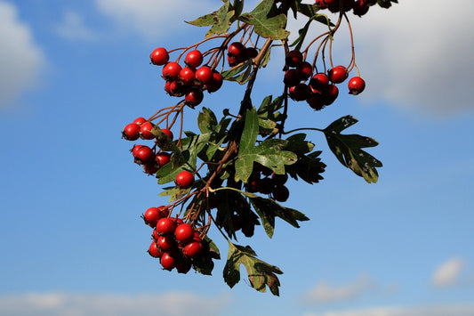 Hawthorn Berry