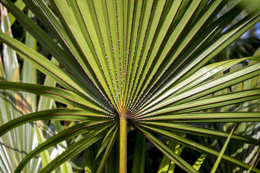 Saw Palmetto