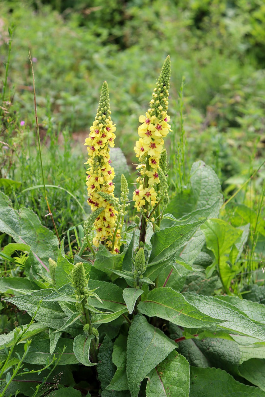 Mullein