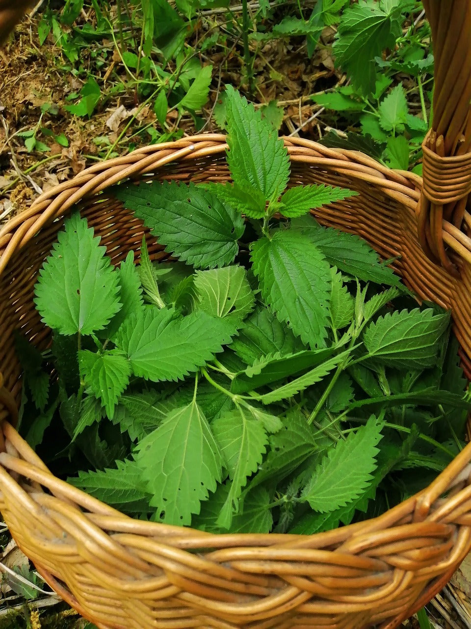 Stinging Nettle