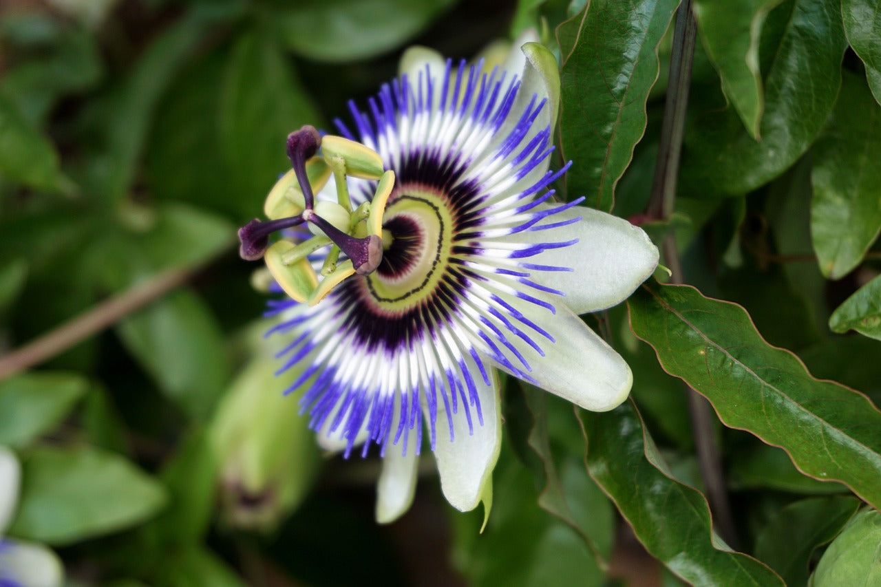 Passionflower