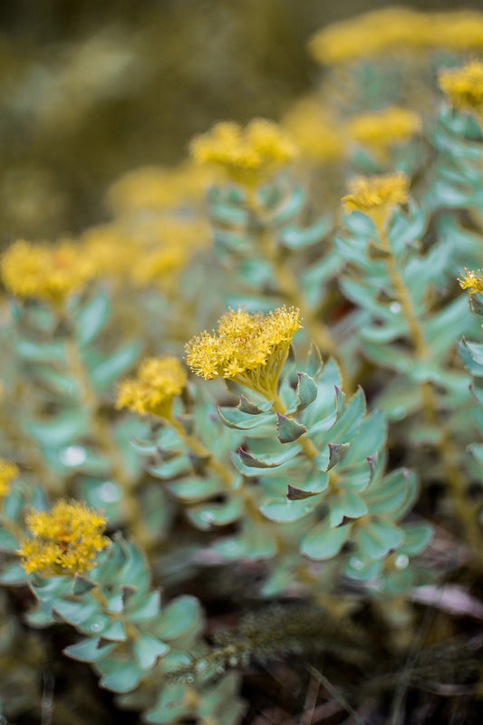 Rhodiola