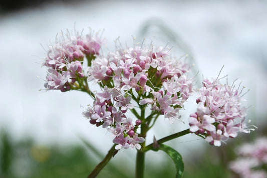 Valerian